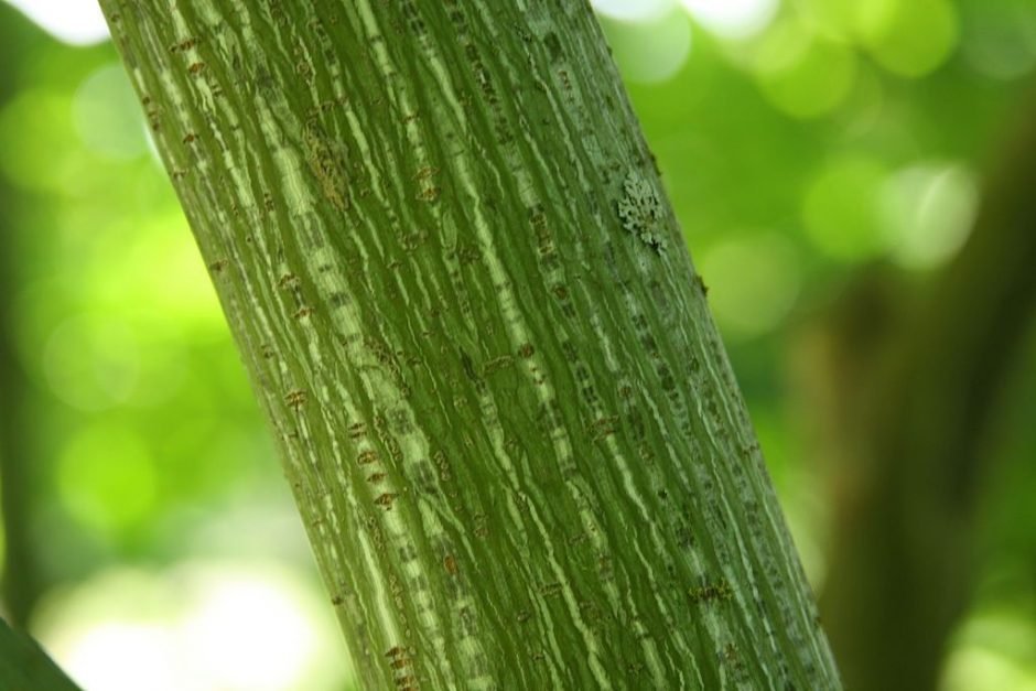Como plantar Bordo listrado da Manchúria (Acer tegmentosum)_1