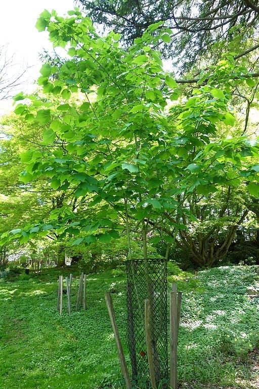 Onde plantar Bordo listrado da Manchúria (Acer tegmentosum)_2