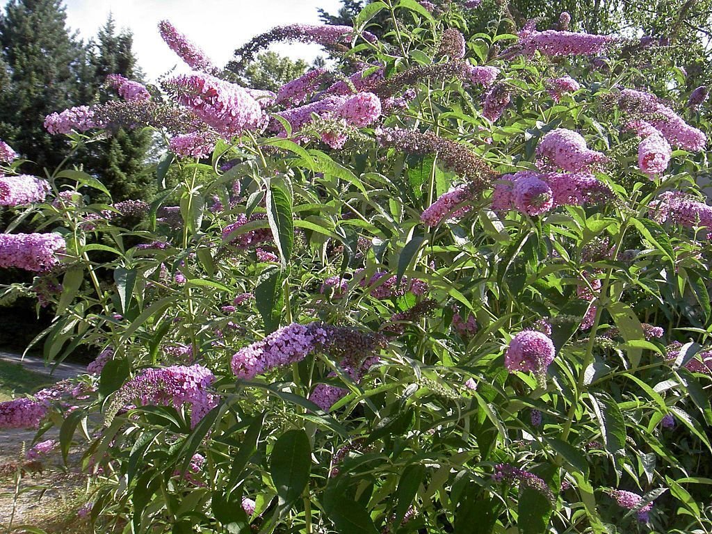 Budleia (Buddleja davidii)