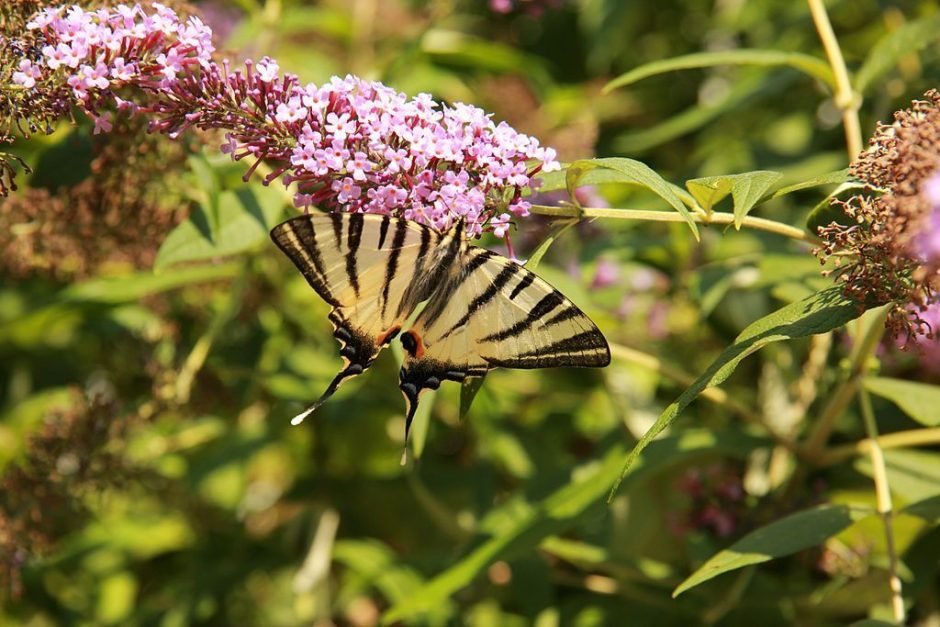 Como plantar Budleia (Buddleja davidii)_1