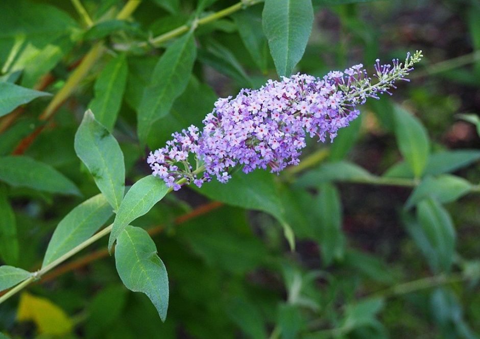Onde plantar Budleia (Buddleja davidii)_2