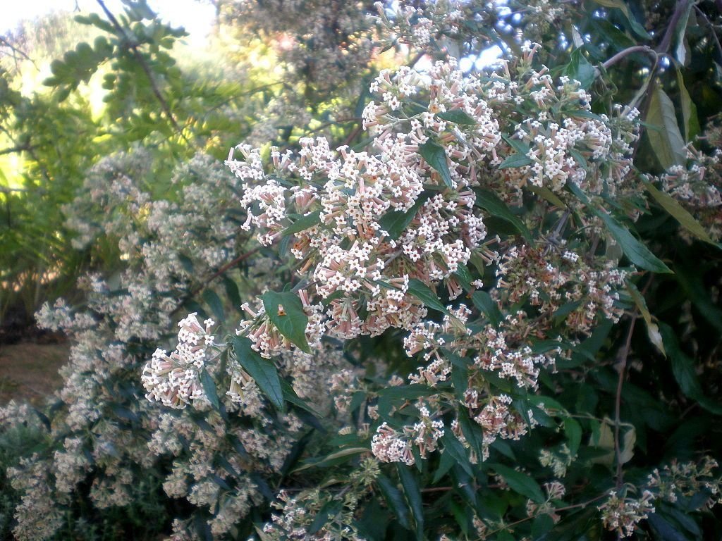 Budleia auriculata (Buddleja auriculata)