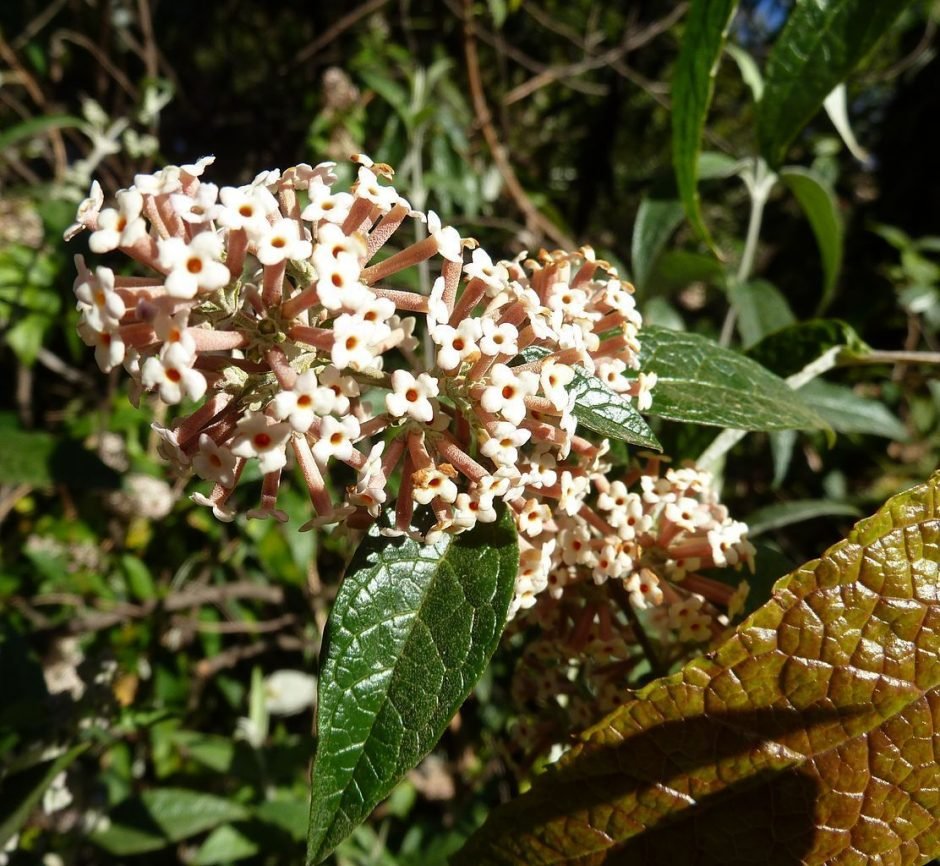 Como plantar Budleia auriculata (Buddleja auriculata)_1