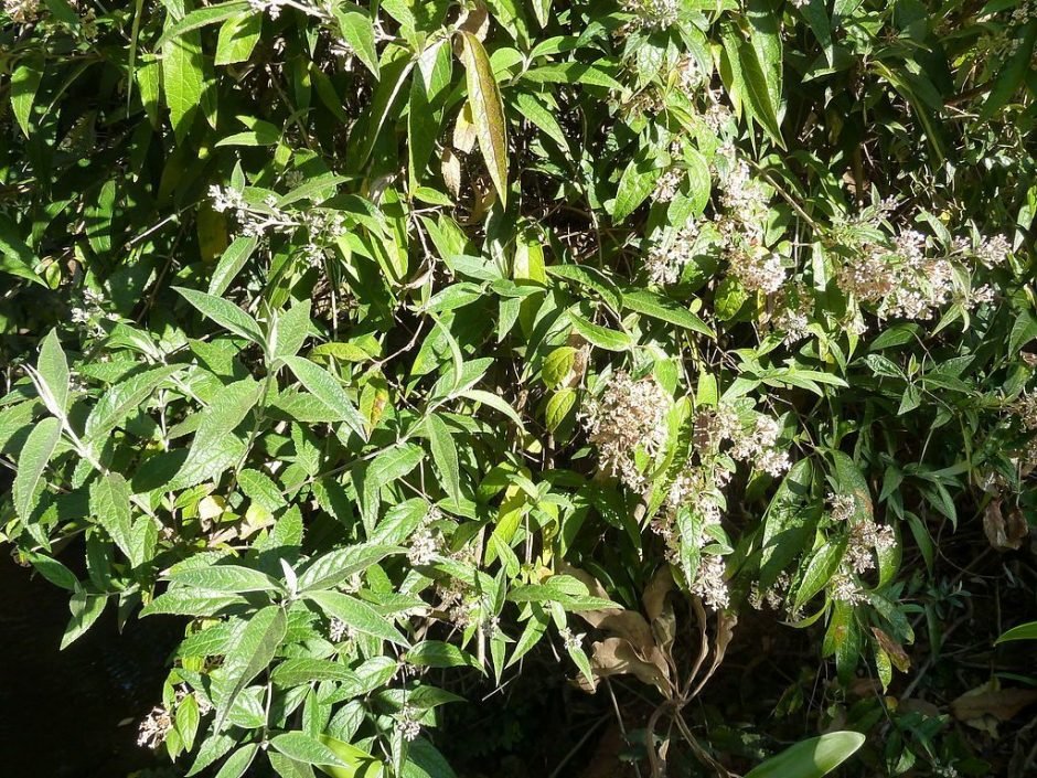Onde plantar Budleia auriculata (Buddleja auriculata)_2