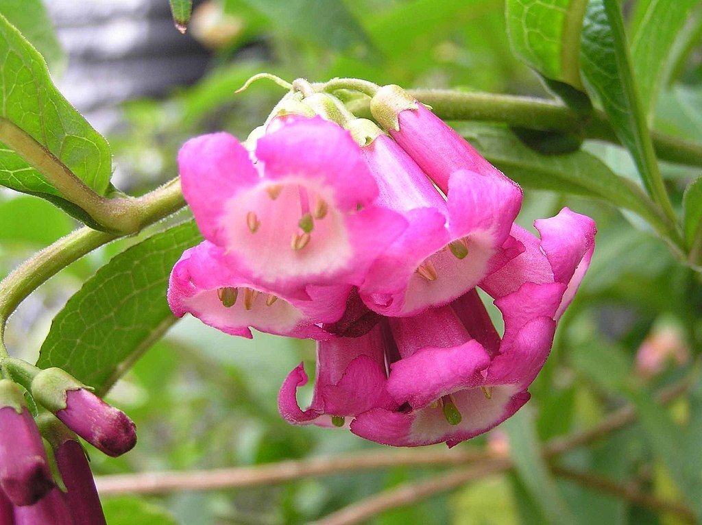 Budleia colvilei (Buddleja colvilei)