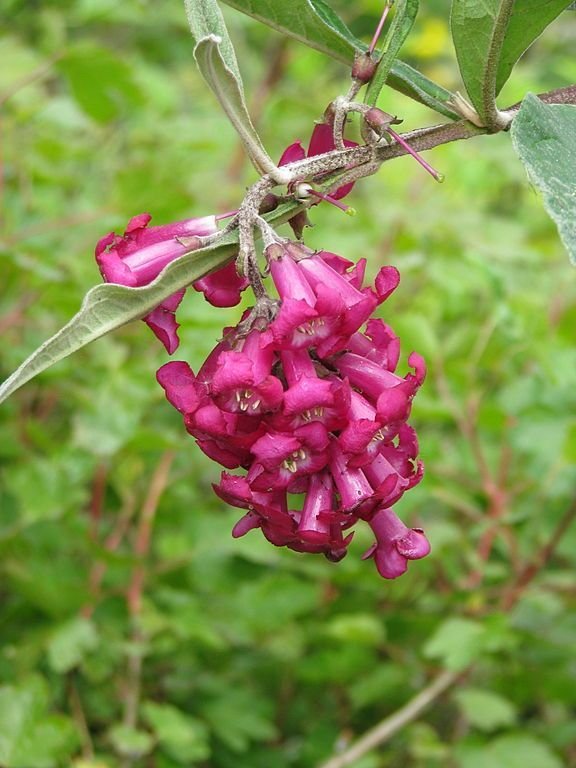 Como plantar Budleia colvilei (Buddleja colvilei)_1