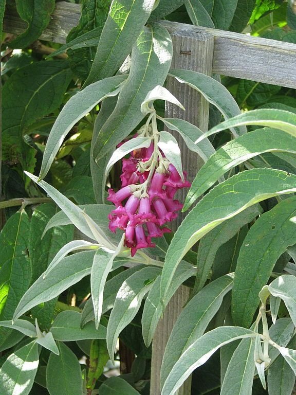 Onde plantar Budleia colvilei (Buddleja colvilei)_2