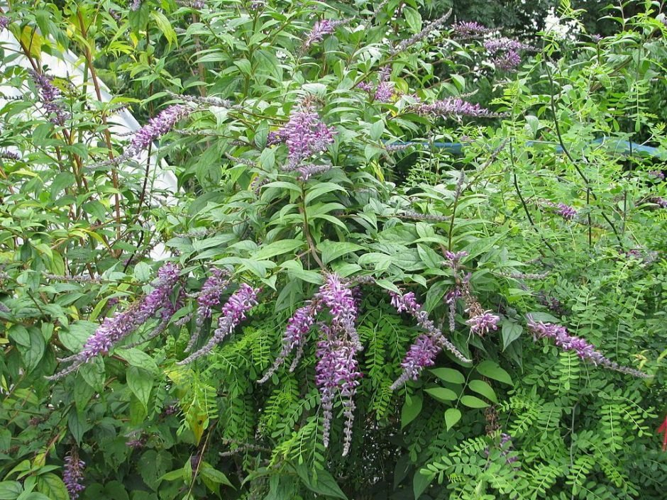 Como plantar Budleia de Lindley (Buddleja lindleyana)_1