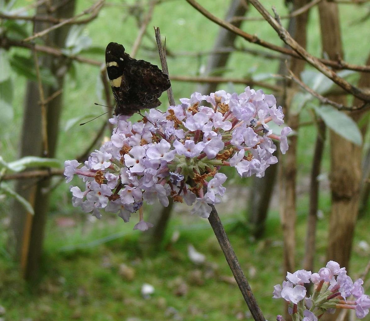 Budleia dos Himalaias (Buddleja crispa)