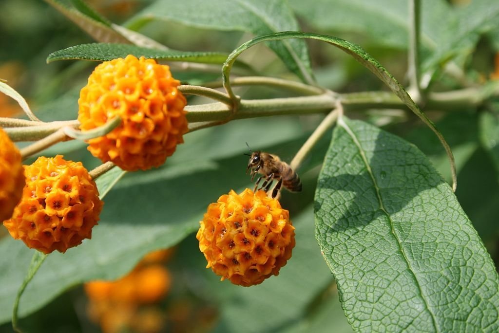 Budleia globular (Buddleja globosa)