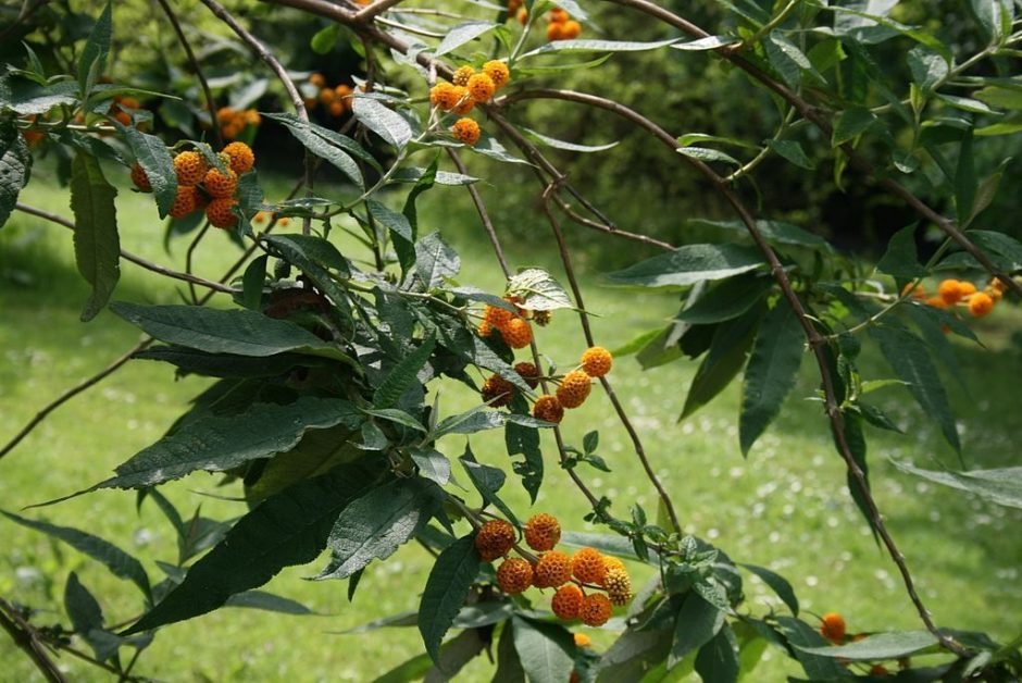 Como plantar Budleia globular (Buddleja globosa)_1