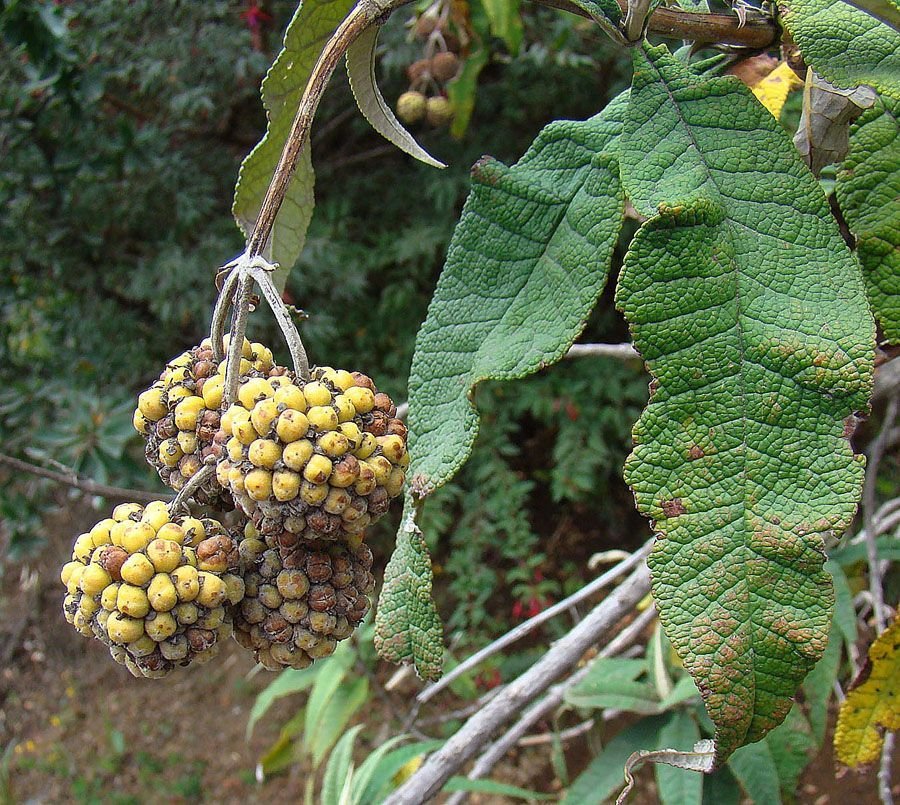 Onde plantar Budleia globular (Buddleja globosa)_2