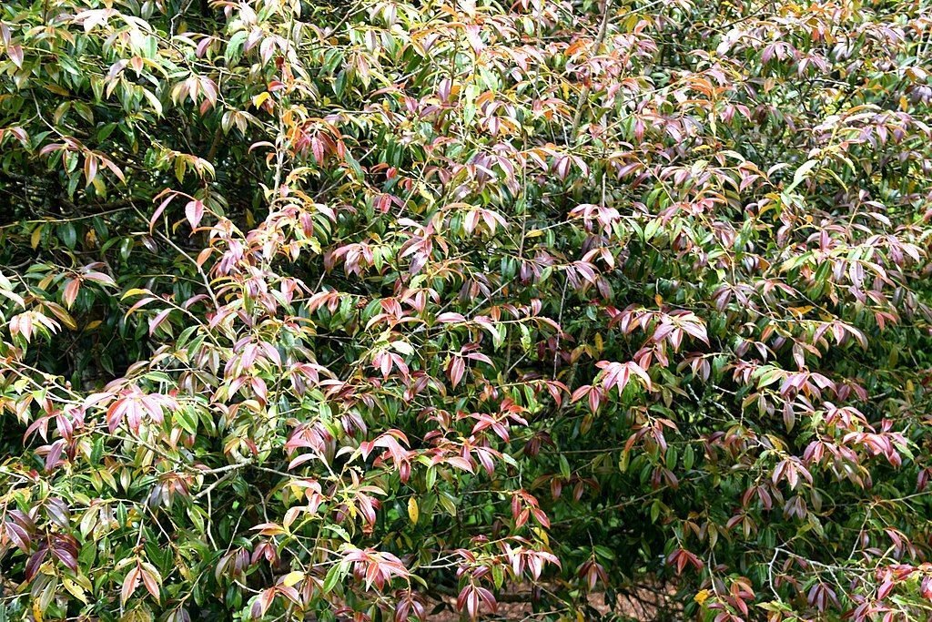 Camélia cuspidata (Camellia cuspidata)