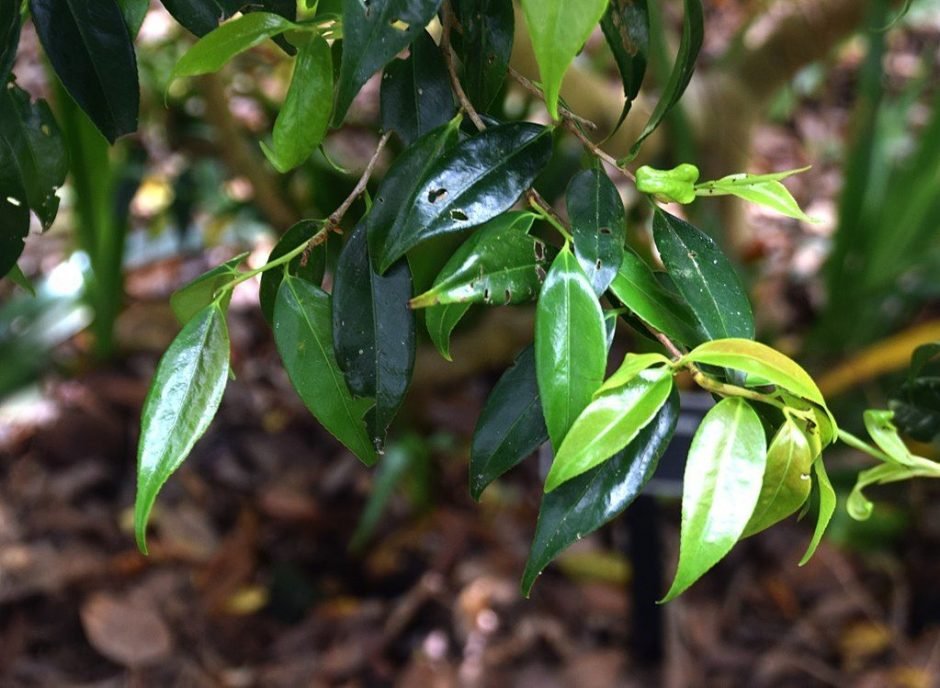 Como plantar Camélia cuspidata (Camellia cuspidata)_1