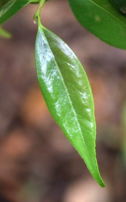 Onde plantar Camélia cuspidata (Camellia cuspidata)_2