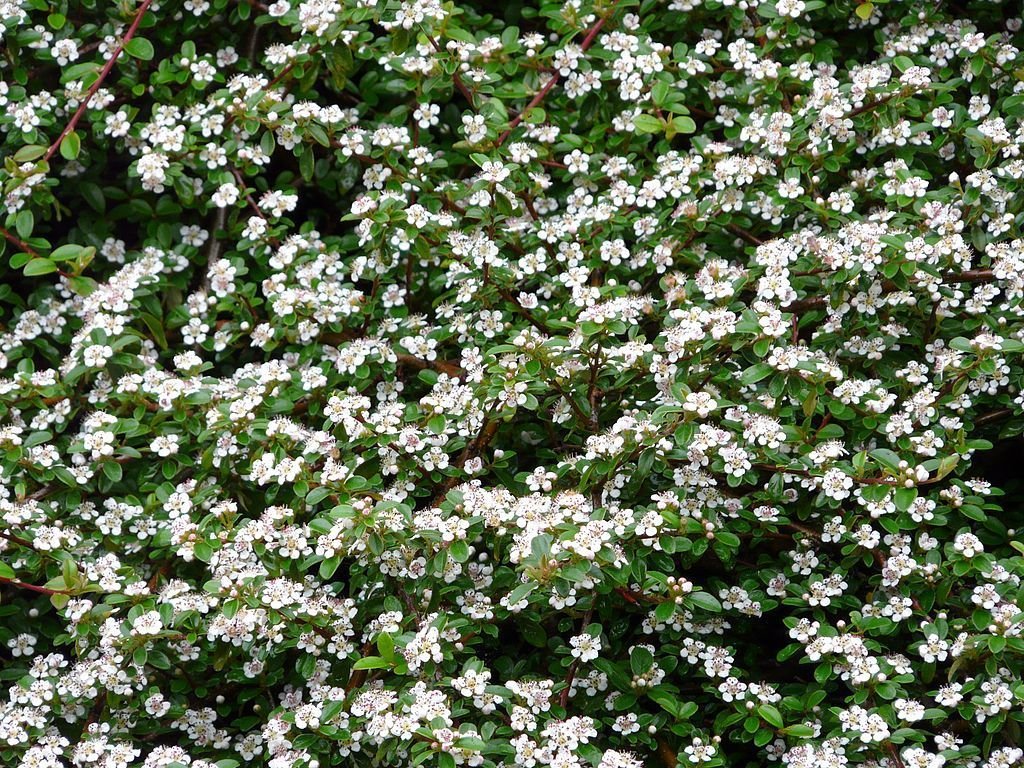 Cotoneaster dammeri (Cotoneaster dammeri)