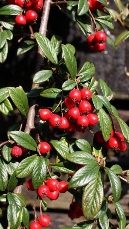 Como plantar Cotoneaster dammeri (Cotoneaster dammeri)_1
