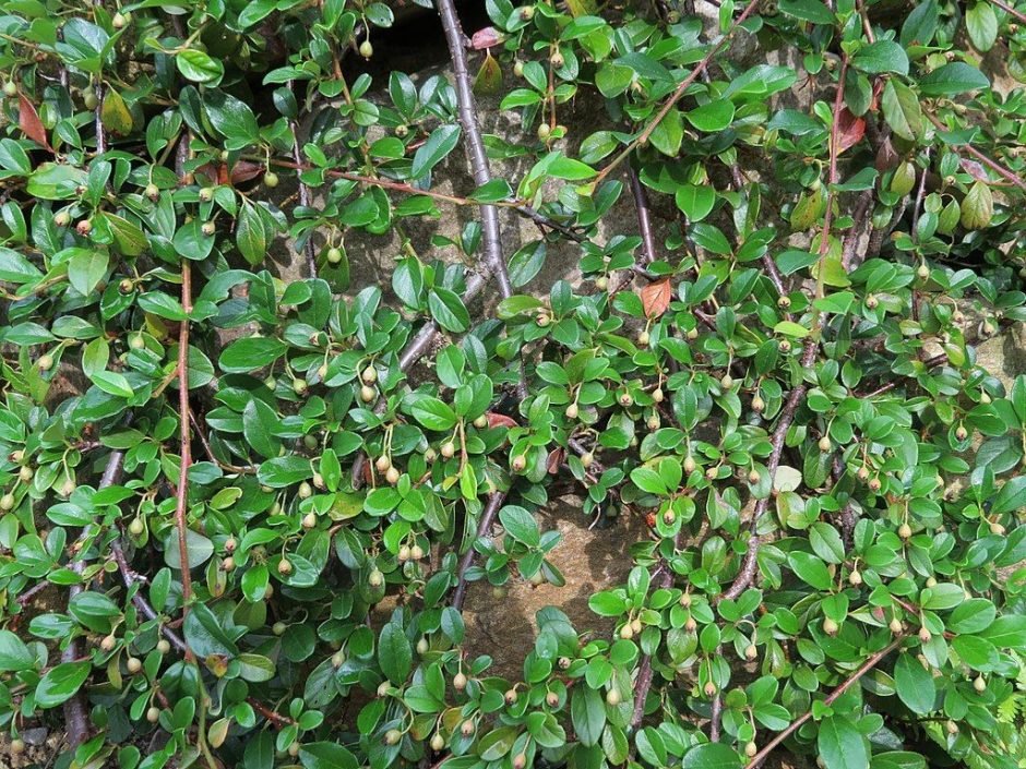 Onde plantar Cotoneaster dammeri (Cotoneaster dammeri)_2