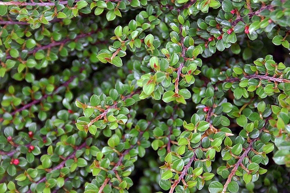 Cotoneaster rastejante (Cotoneaster adpressus)