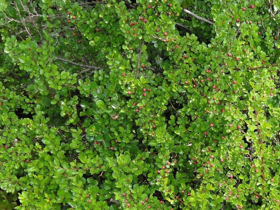 Como plantar Cotoneaster rastejante (Cotoneaster adpressus)_1