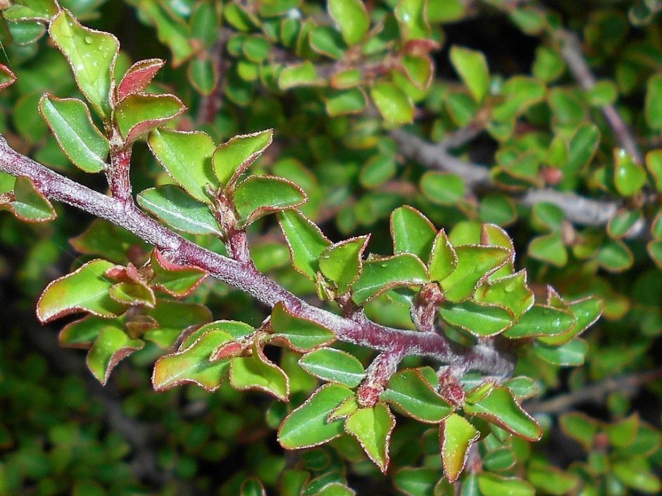 Onde plantar Cotoneaster rastejante (Cotoneaster adpressus)_2