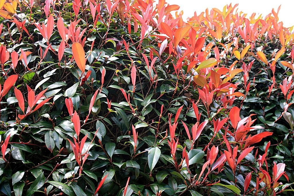 Fotínia 'Red Robin' (Photinia × fraseri 'Red Robin')
