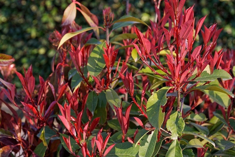 Como plantar Fotínia 'Red Robin' (Photinia × fraseri 'Red Robin')_1