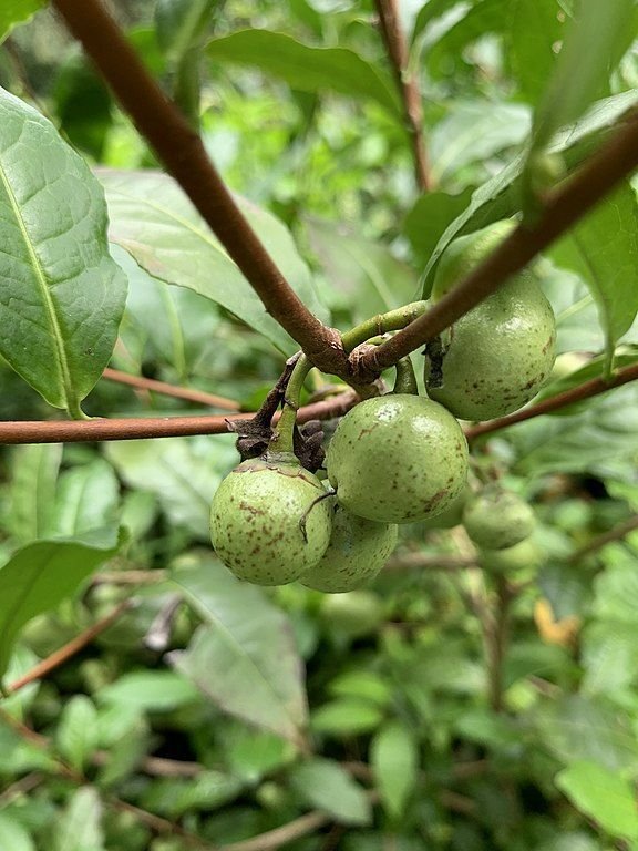 Como plantar Planta de Chá (Camellia sinensis)_1
