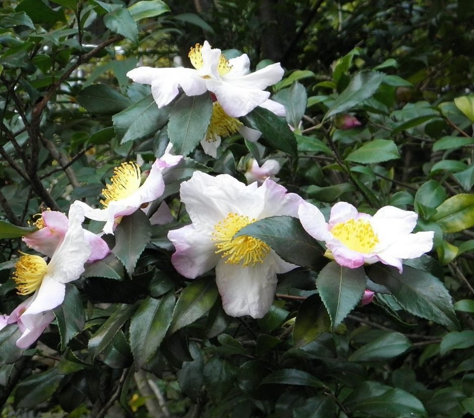 Onde plantar Planta de Chá (Camellia sinensis)_2