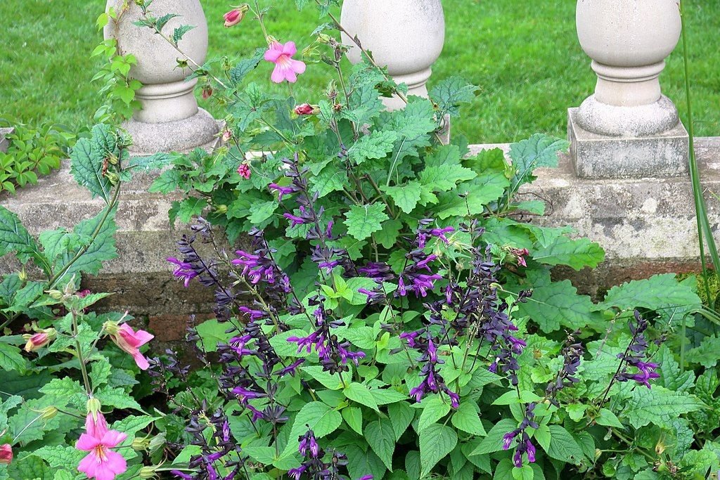 Salva 'Amistad' (Salvia 'Amistad')