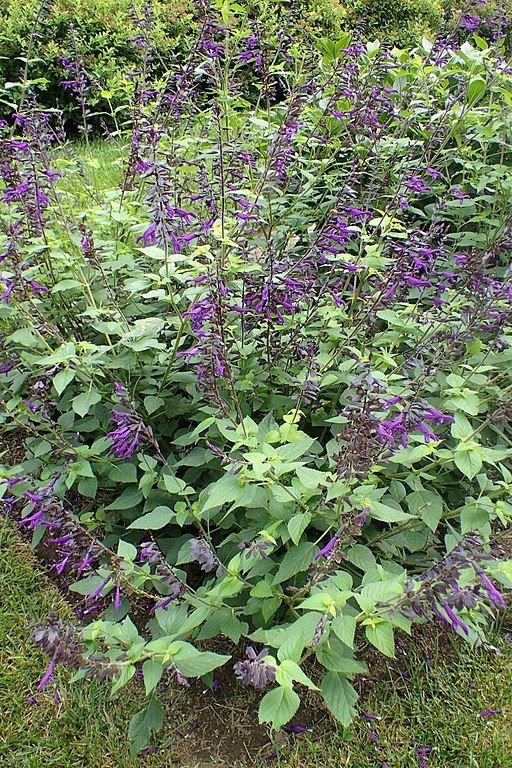Como plantar Salva 'Amistad' (Salvia 'Amistad')_1