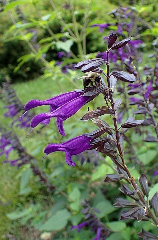 Onde plantar Salva 'Amistad' (Salvia 'Amistad')_2
