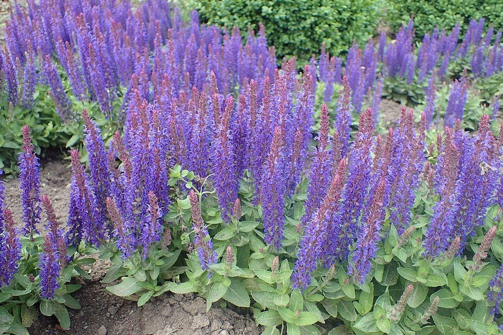 Salva 'Blauhügel' (Salvia × sylvestris 'Blauhügel')
