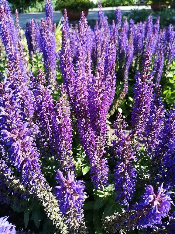 Como plantar Salva 'Blauhügel' (Salvia × sylvestris 'Blauhügel')_1