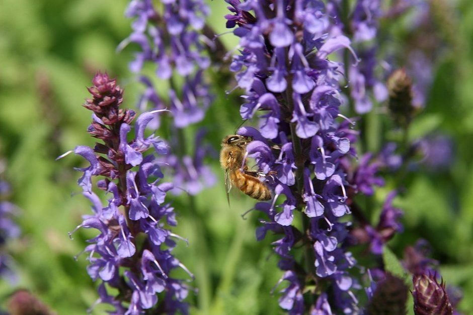 Onde plantar Salva 'Blauhügel' (Salvia × sylvestris 'Blauhügel')_2