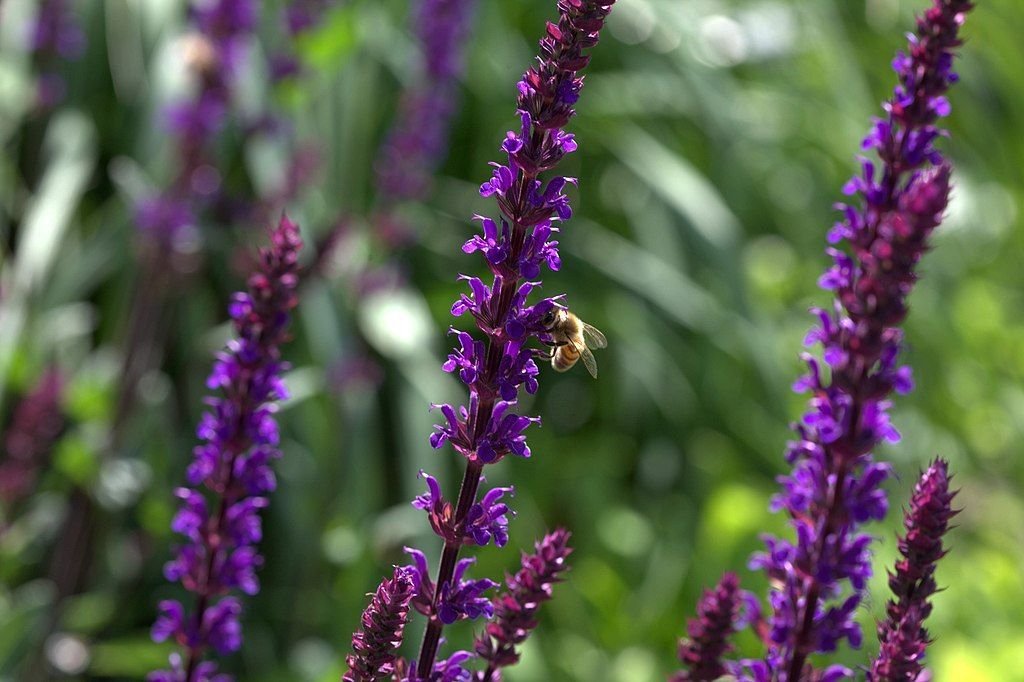 Salva 'Caradonna' (Salvia nemorosa 'Caradonna')