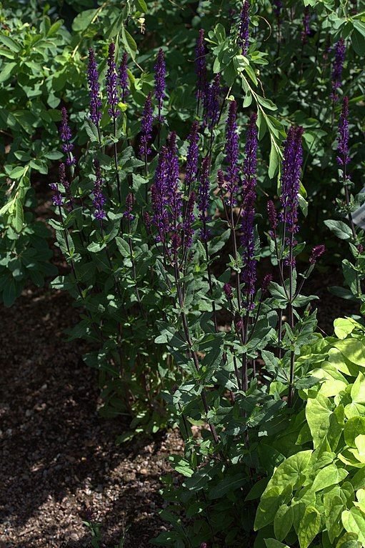 Como plantar Salva 'Caradonna' (Salvia nemorosa 'Caradonna')_1