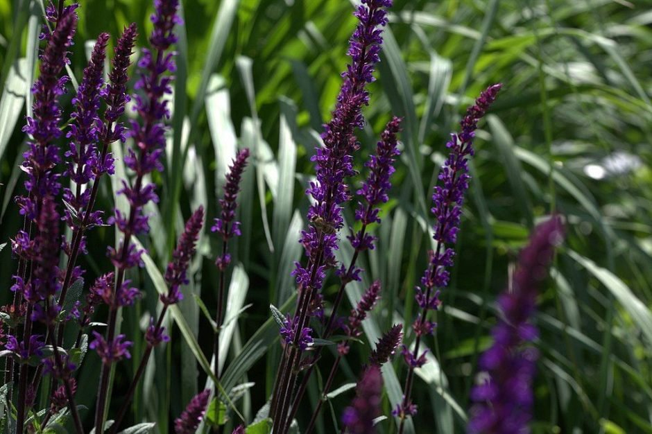 Onde plantar Salva 'Caradonna' (Salvia nemorosa 'Caradonna')_2