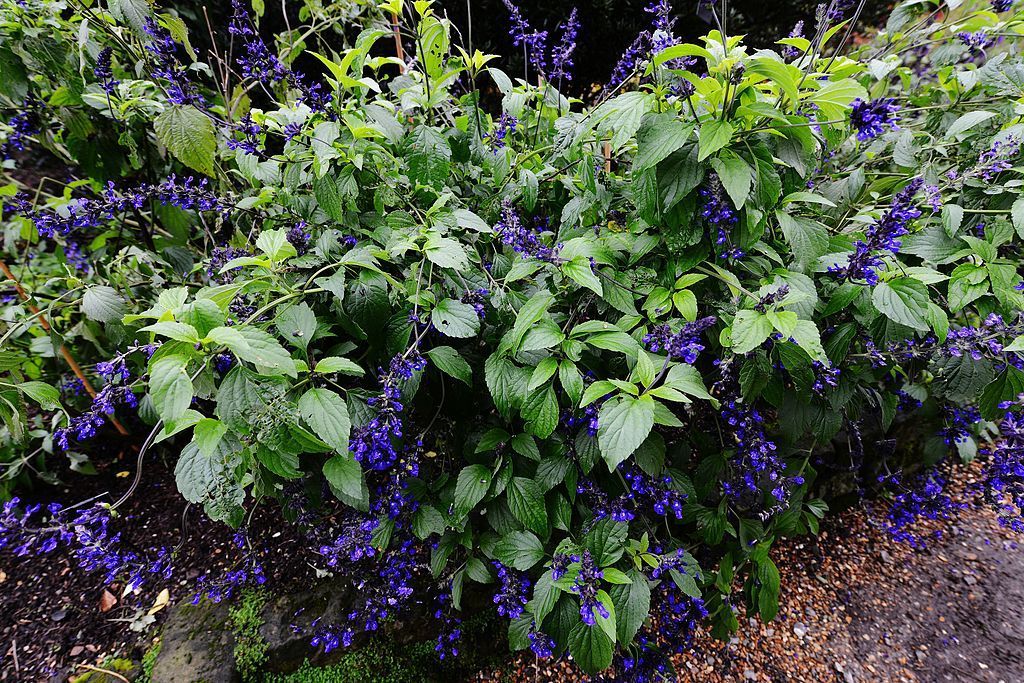 Salva 'Indigo Spires' (Salvia 'Indigo Spires')
