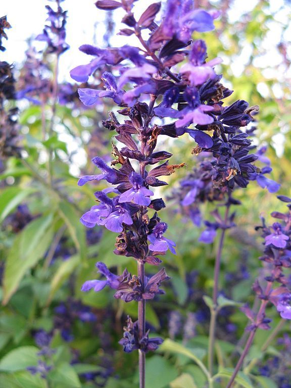 Como plantar Salva 'Indigo Spires' (Salvia 'Indigo Spires')_1