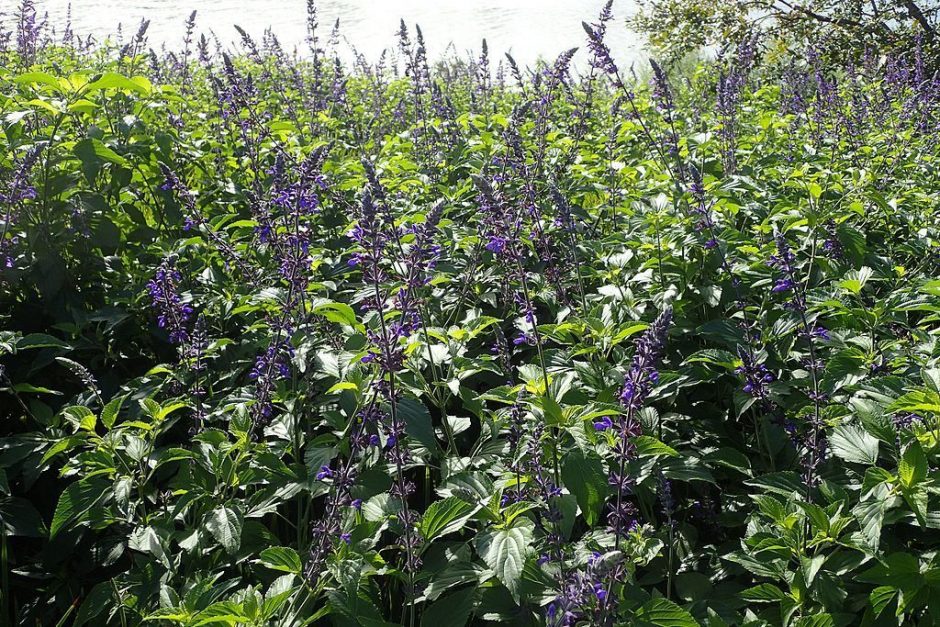 Onde plantar Salva 'Indigo Spires' (Salvia 'Indigo Spires')_2