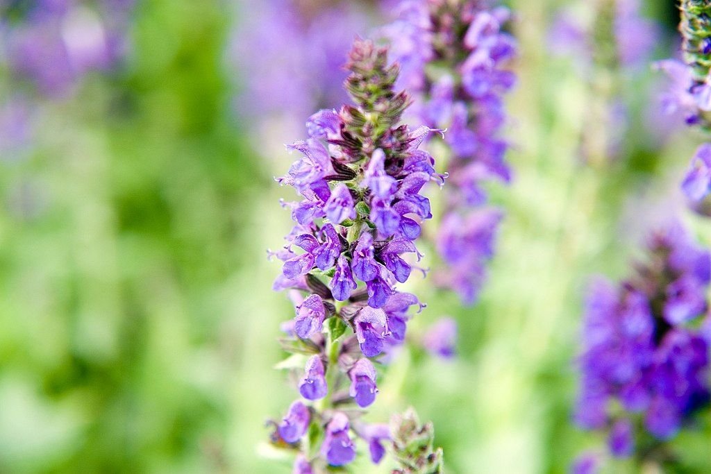 Salva Marcus 'Haeumanarc' (Salvia nemorosa Marcus - 'Haeumanarc')