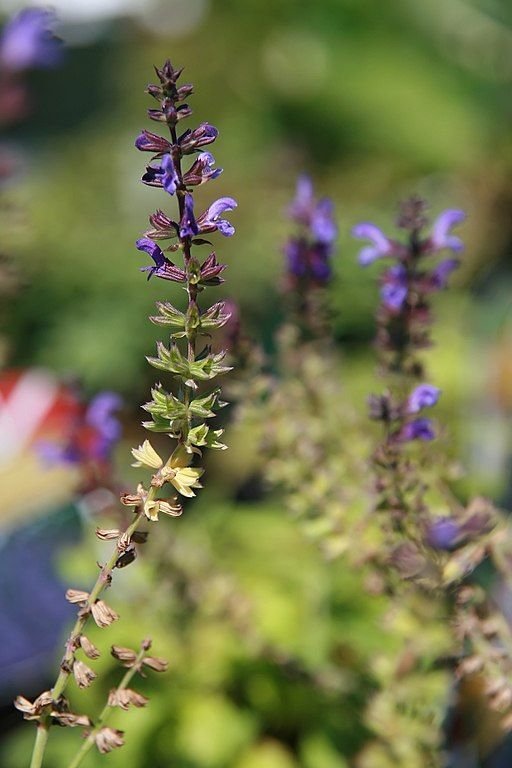 Como plantar Salva Marcus 'Haeumanarc' (Salvia nemorosa Marcus - 'Haeumanarc')_1
