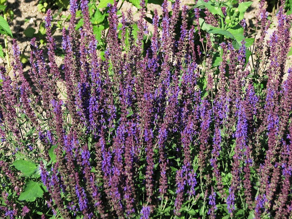 Salva 'Ostfriesland' (Salvia nemorosa 'Ostfriesland')