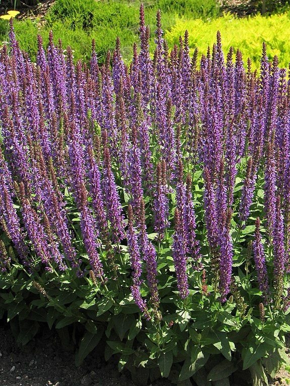 Como plantar Salva 'Ostfriesland' (Salvia nemorosa 'Ostfriesland')_1