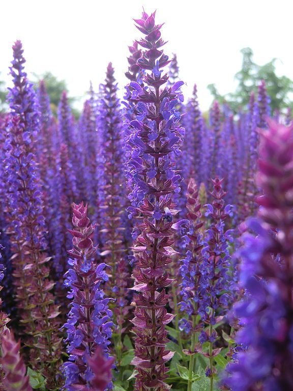 Onde plantar Salva 'Ostfriesland' (Salvia nemorosa 'Ostfriesland')_2