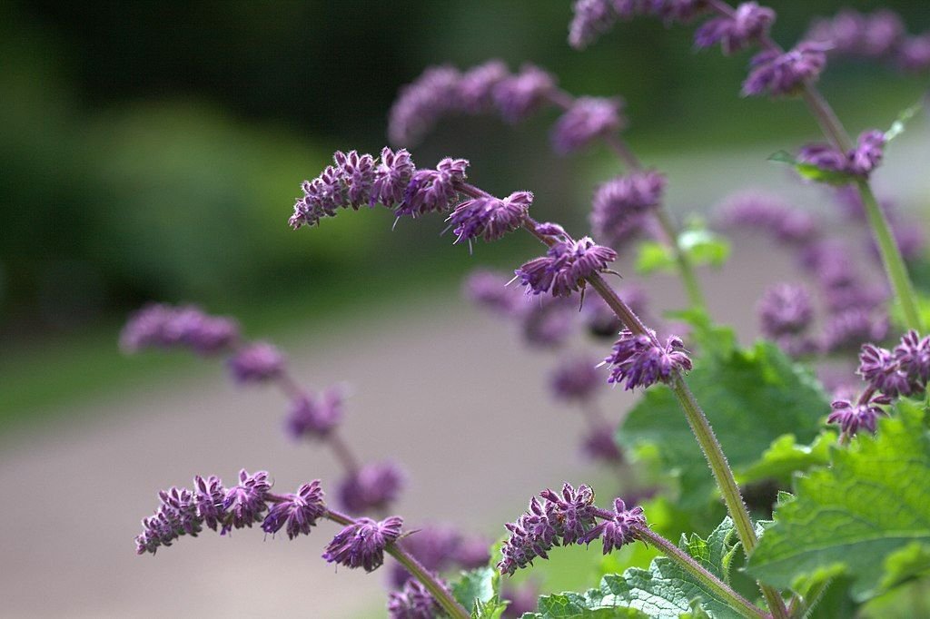 Salva 'Purple Rain' (Salvia verticillata 'Purple Rain')