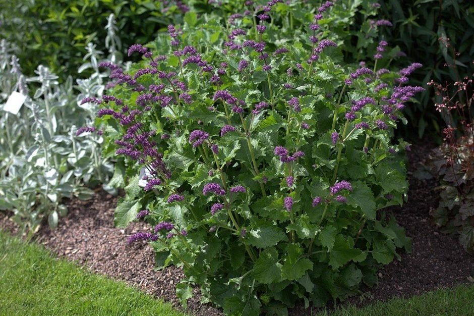 Como plantar Salva 'Purple Rain' (Salvia verticillata 'Purple Rain')_1