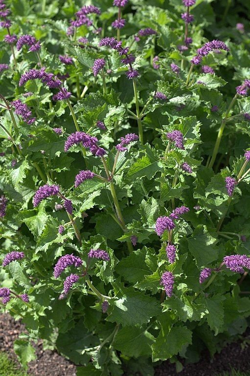 Onde plantar Salva 'Purple Rain' (Salvia verticillata 'Purple Rain')_2
