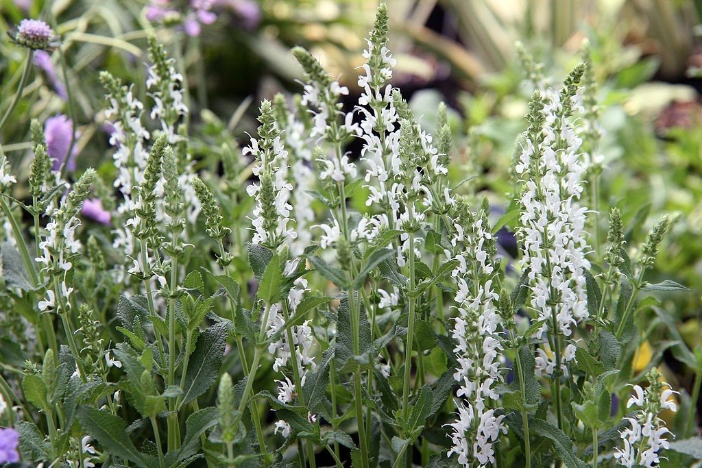 Salva 'Schneehügel' (Salvia × sylvestris 'Schneehügel')
